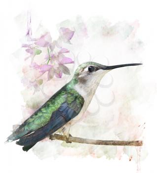 Watercolor Digital Painting Of Perching Hummingbird