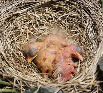 Close-Up Of Just Hatched Robin Chicks In The Nest