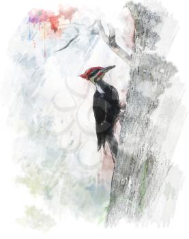 Watercolor Digital Painting Of Pileated Woodpecker (Dryocopus pileatus) 