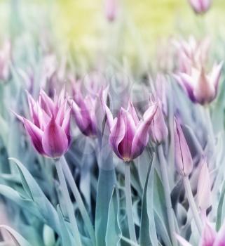 Colorful Pictures Of Tulip Flowers
