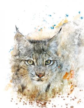 Watercolor Digital Painting Of  Canada Lynx