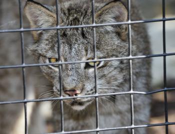 Canada Lynx In Cage In A Zoo