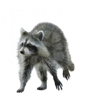 Digital Painting Of Walking Raccoon