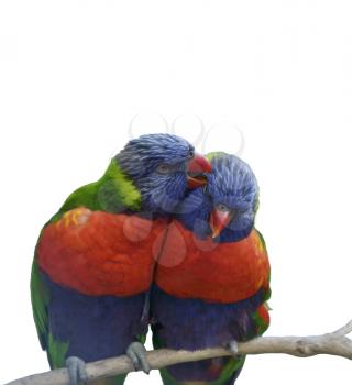 Digital Painting Of Rainbow Lorikeet Parrots