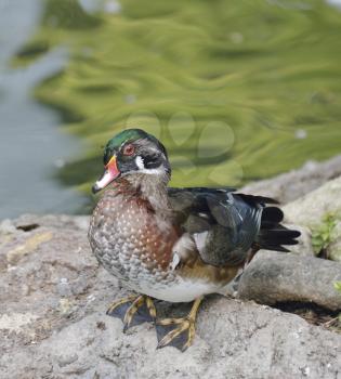Wood Duck Near A Pond