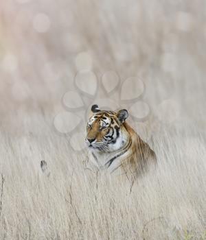 Tiger Resting In The Grass