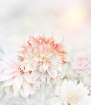 Digital Painting Of Dahlia Flowers.Soft Focus