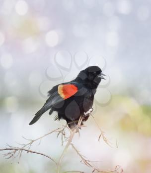 Singing Red Wing Blackbird.Spring Time.