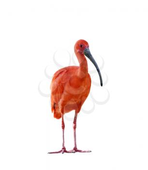 Scarlet Ibis Isolated On White Background