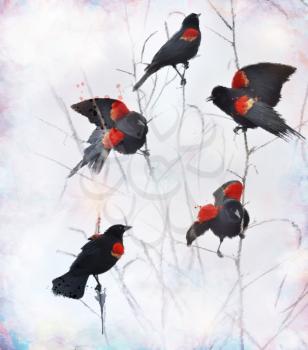 Digital painting Of Red Winged Blackbirds Sitting On Branches