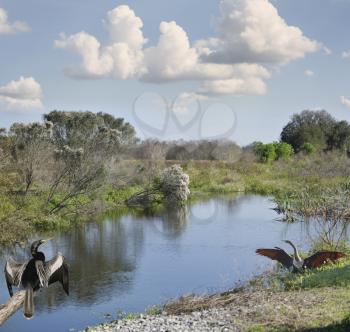 Florida Wetlands Against Blue Sky