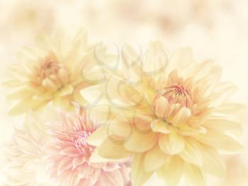 Dahlia Flowers Close Up for Background