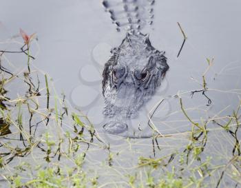American Alligator in Florida Swamp