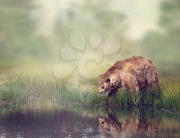 Brown Bear Near the Pond with Reflection