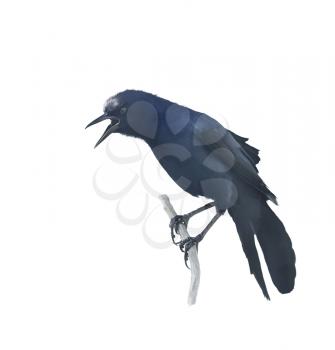Digital Painting of Perching Blackbird 