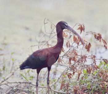 Glossy Ibis in Florida Wetlands