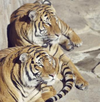 Two Resting Tigers on The Rocks