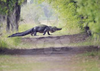 Large Florida Alligator Crossing the Trail