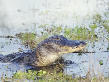 Wild Florida Alligator Jumps out of  Water