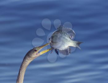 Anhinga (Anhinga anhinga) With a Fish in its Beak 