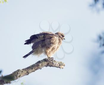 Young Red Shouldered Hawk Perches 