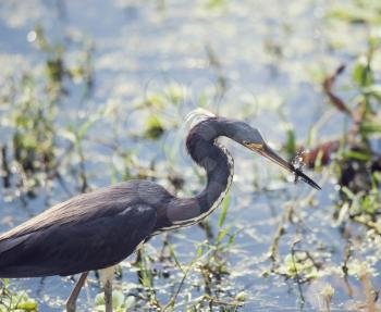 Tricolored Heron catching a fish In Florida Wetlands