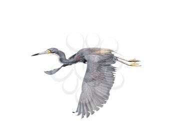 Tricolored Heron isolated on white background