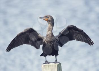 Great cormorant perches on a log