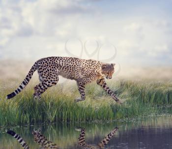 Cheetah Running to the pond