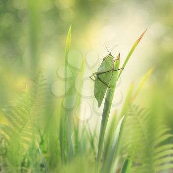 Green Leaf Grasshopper on a plant