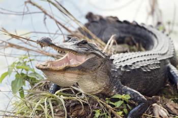 American Alligator Basking with its Mouth Open