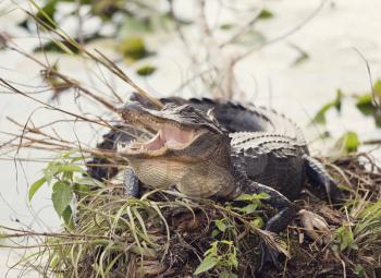 American Alligator Basking with its Mouth Open