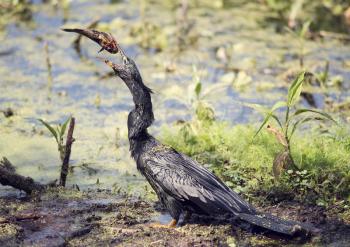 Anhinga downing a fish in Florida wetlands