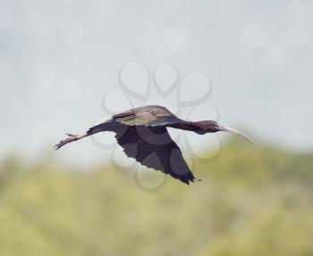 Glossy Ibis in flight over Florida wetlands