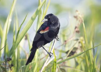 Red-Winged Blackbird male perching