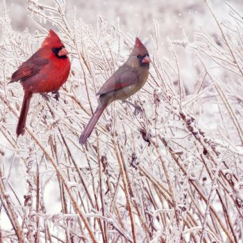 Male and Female Northern Cardinals in the winter