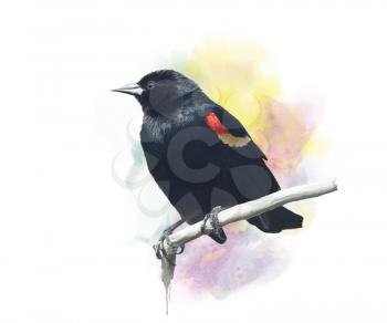 Digital Painting of  Red-Winged Blackbird