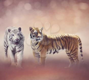 White And Brown Bengal Tigers
