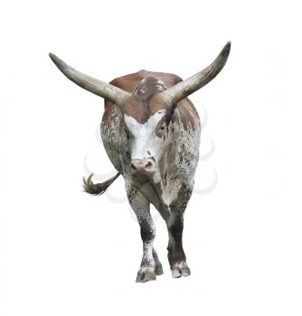 long horn bull isolated on white background