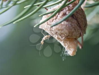 newly hatched baby Praying mantis on its nest