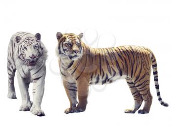 White And Brown Tigers isolated on white background