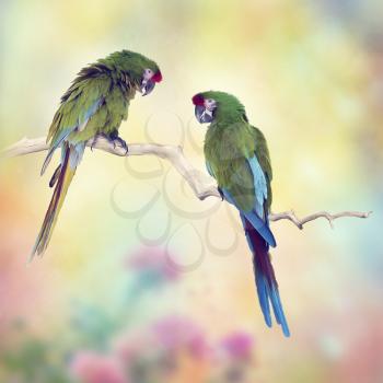 Colorful Macaw Parrots Perching On A Branch.Digital art.