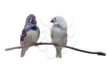 chestnut-eared finch or Australian zebra finch watercolor painting,isolated on white background