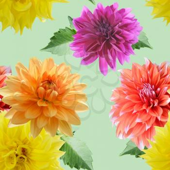 seamless  pattern of dahlia flowers on green background