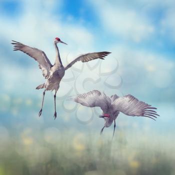 Pair of Sandhill Cranes  dance in the Florida wetlands.Digital art.