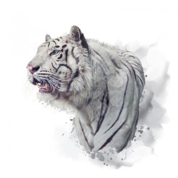 White tiger watercolor illustration on white background