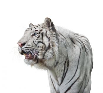 White tiger portrait isolated on white background