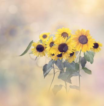 Decorative sunflowers in bloom for background