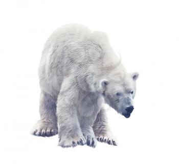Digital painting of Large Polar bear isolated on white background.