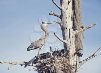 Great Blue Heron feeds its young one on florida gar fish